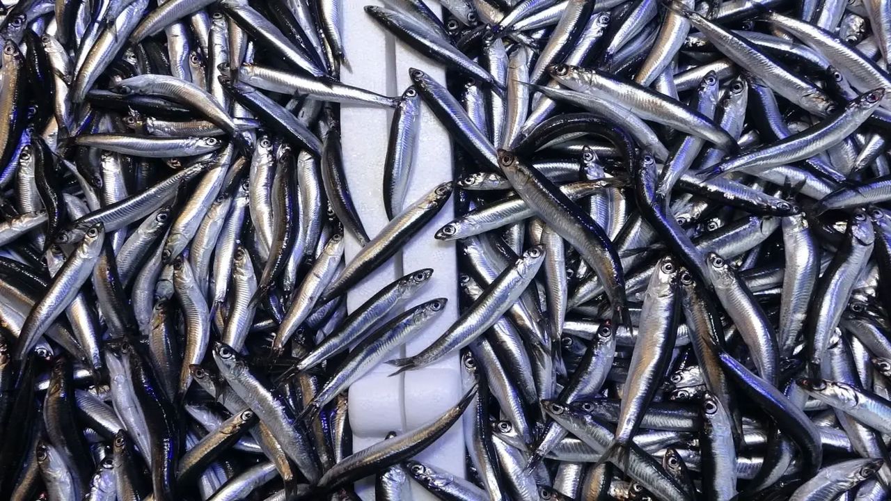 Hamsinin Tahtı Sallandı! İstanbul’da En Çok Tüketilen Balık Değişti