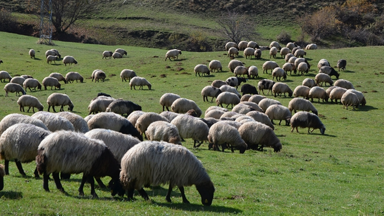 Hayvancılıkta dev hamle 2 yıl ödemesiz 7 yıl vadeli kredi başladı